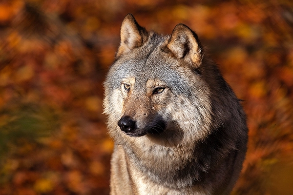 Nederland en de wolf