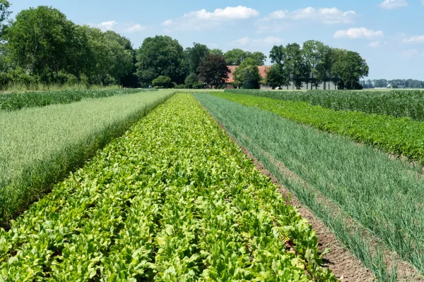 Strokenteelt versterkt de landbouw