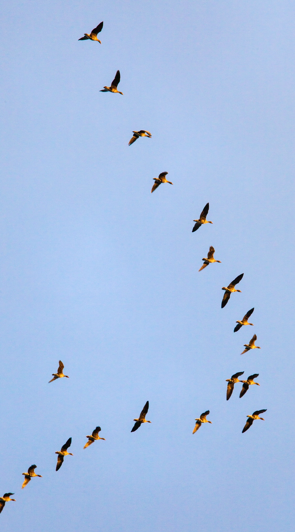 Wisselfoto foto_1765288485.webp